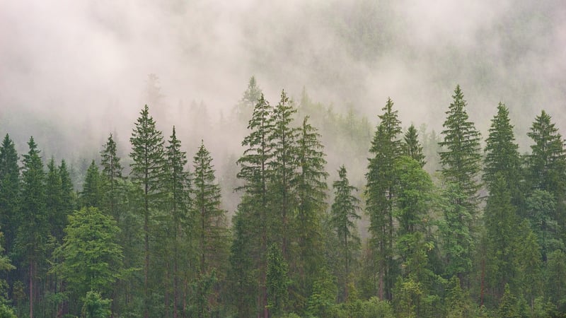 Forest-inspired Natural Elements